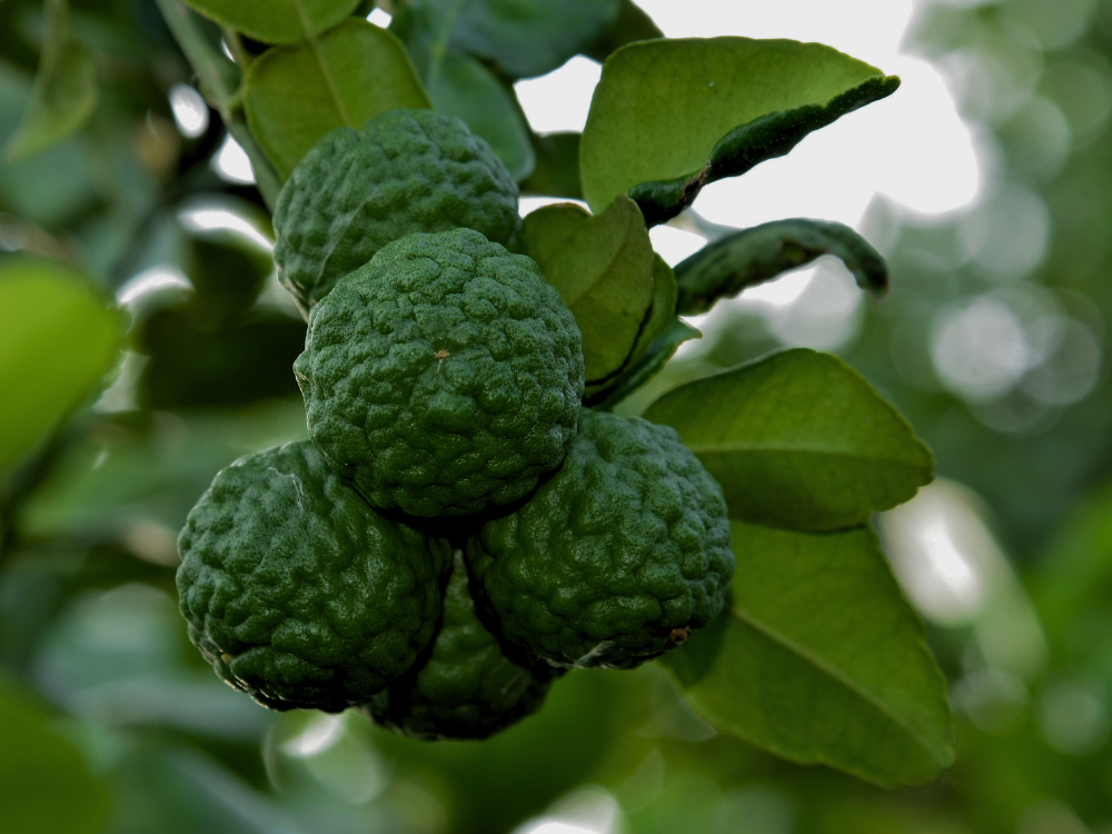 Rēcipe Botanica