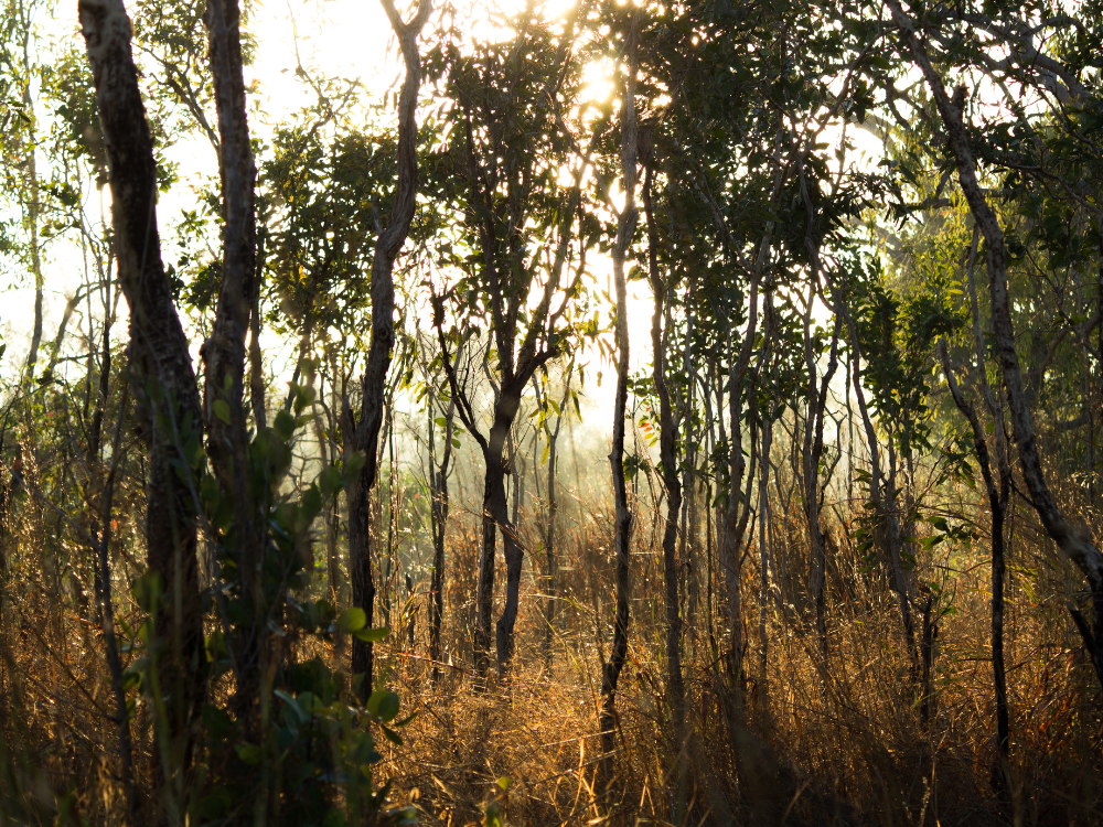 Quandong fruit benefits for hair Quandong fruit benefits for hair