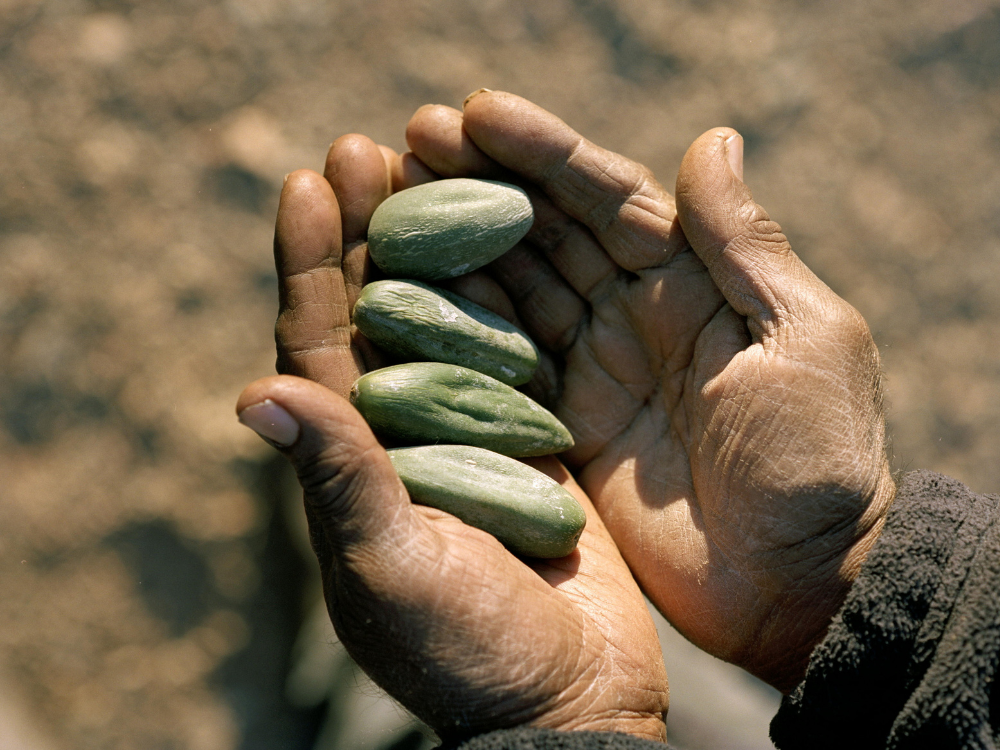 Finger lime: A revolutionary hair and scalp booster