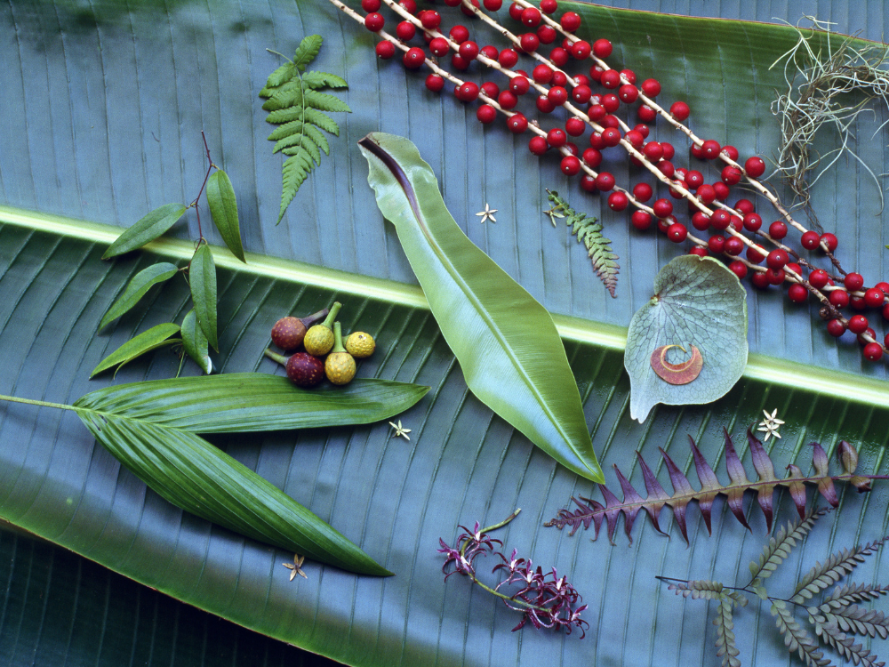 Davidson Plum: The Australian native hidden gem