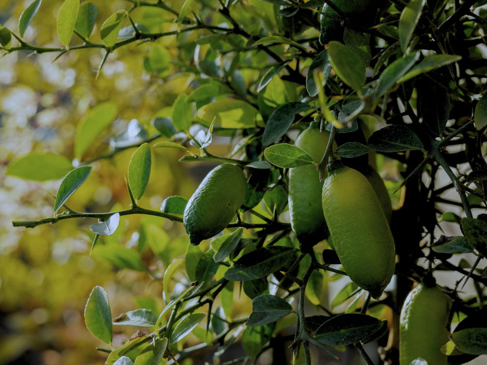 Rēcipe Botanica