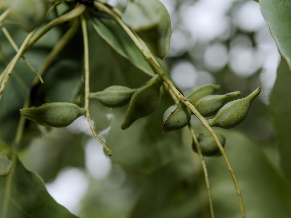 Rēcipe Botanica
