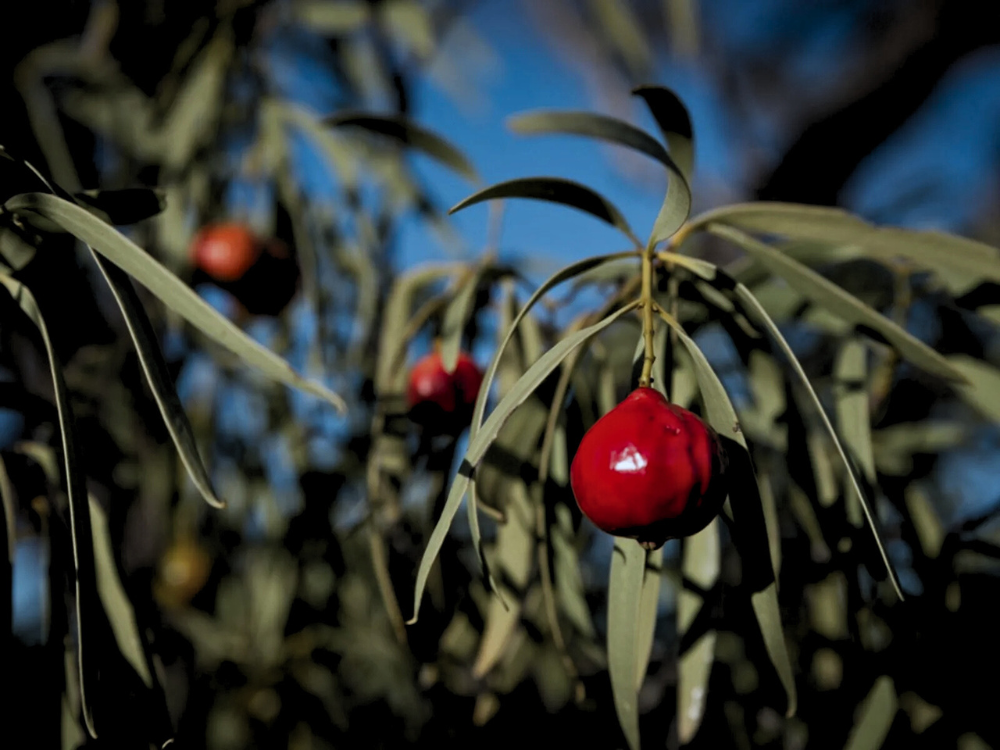 Rēcipe Botanica